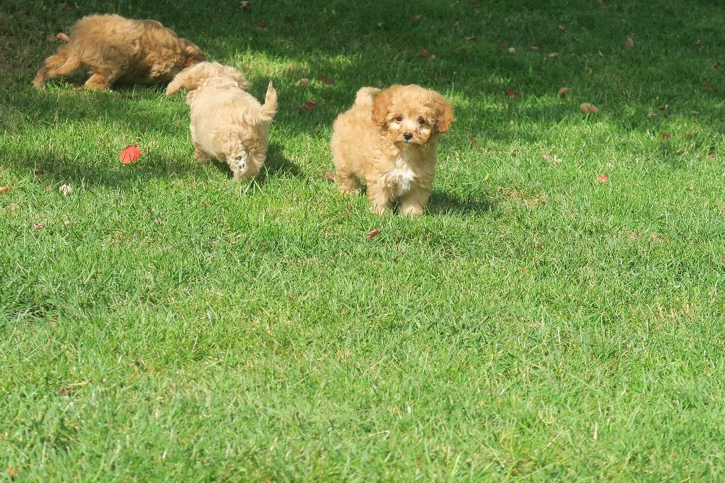 Cavapoo pups ( Cavalier King Charles Spaniel x Dwerg Poedel, Dieren en Toebehoren, Poedel, Parvo, Nederland, 8 tot 15 weken