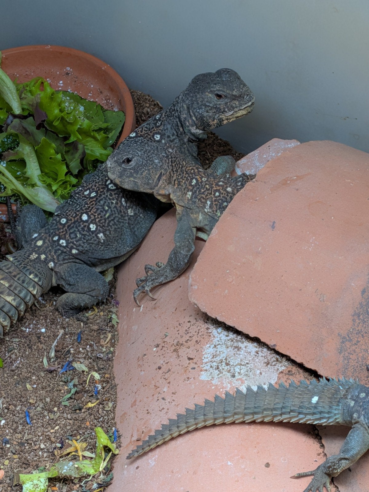uromastyx, xenagama Taylori, pogona vitticeps Bearded Dragon photo 18