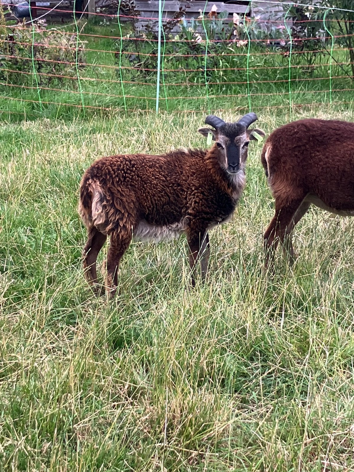 Soay ram te koop (of ruilen), Dieren en Toebehoren, Mannelijk, Schaap, 0 tot 2 jaar