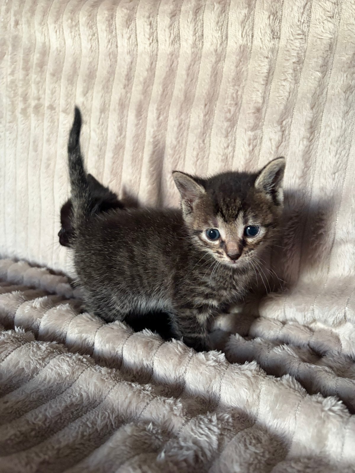 Aanhankelijke kittens aangeboden!