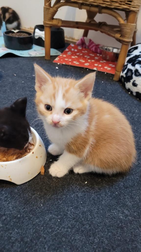 Voor nog twee kruising kittens geboren op 28-4-2026 zoeken, Meerdere dieren, Kortharig, 0 tot 2 jaar