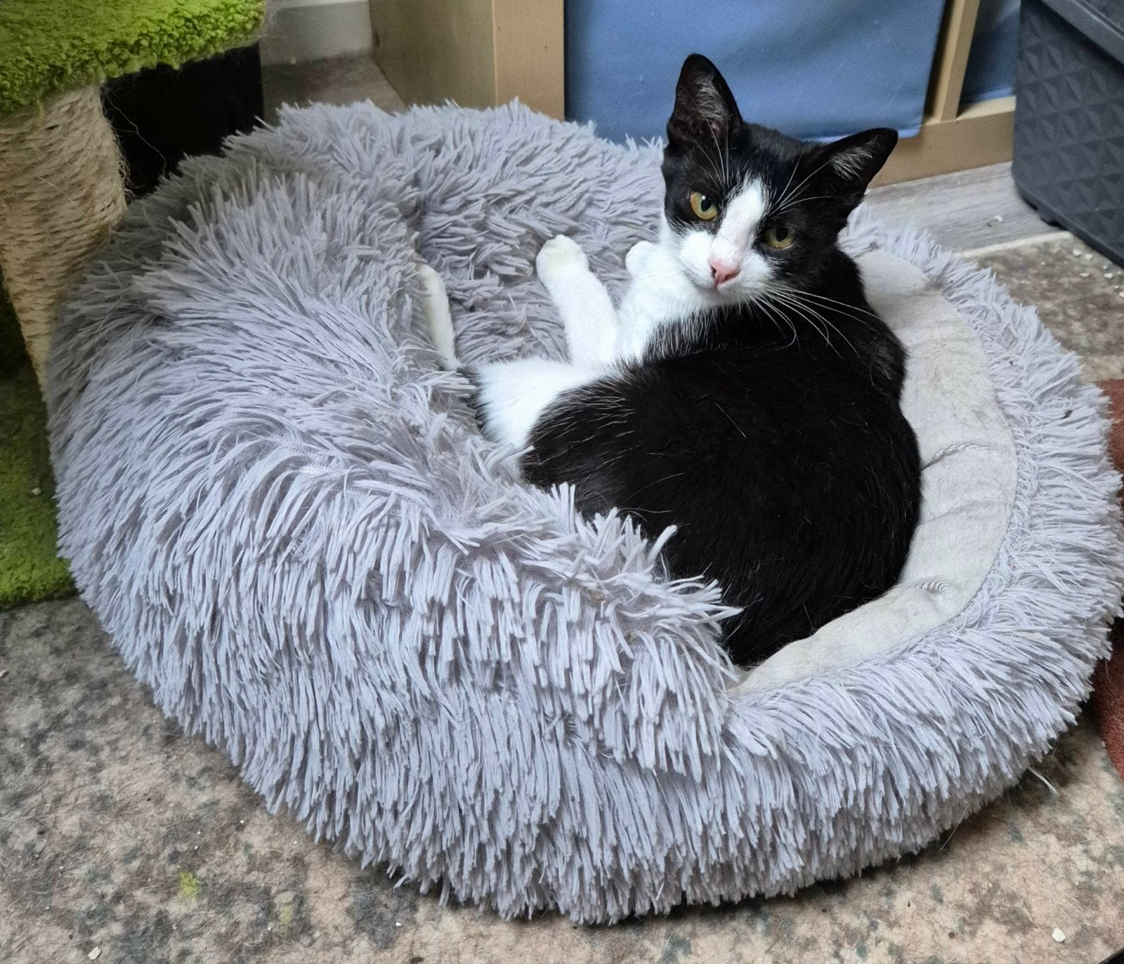 Lieve Margaret is 5 jaar en een knuffel, Poes, Kortharig, 3 tot 5 jaar