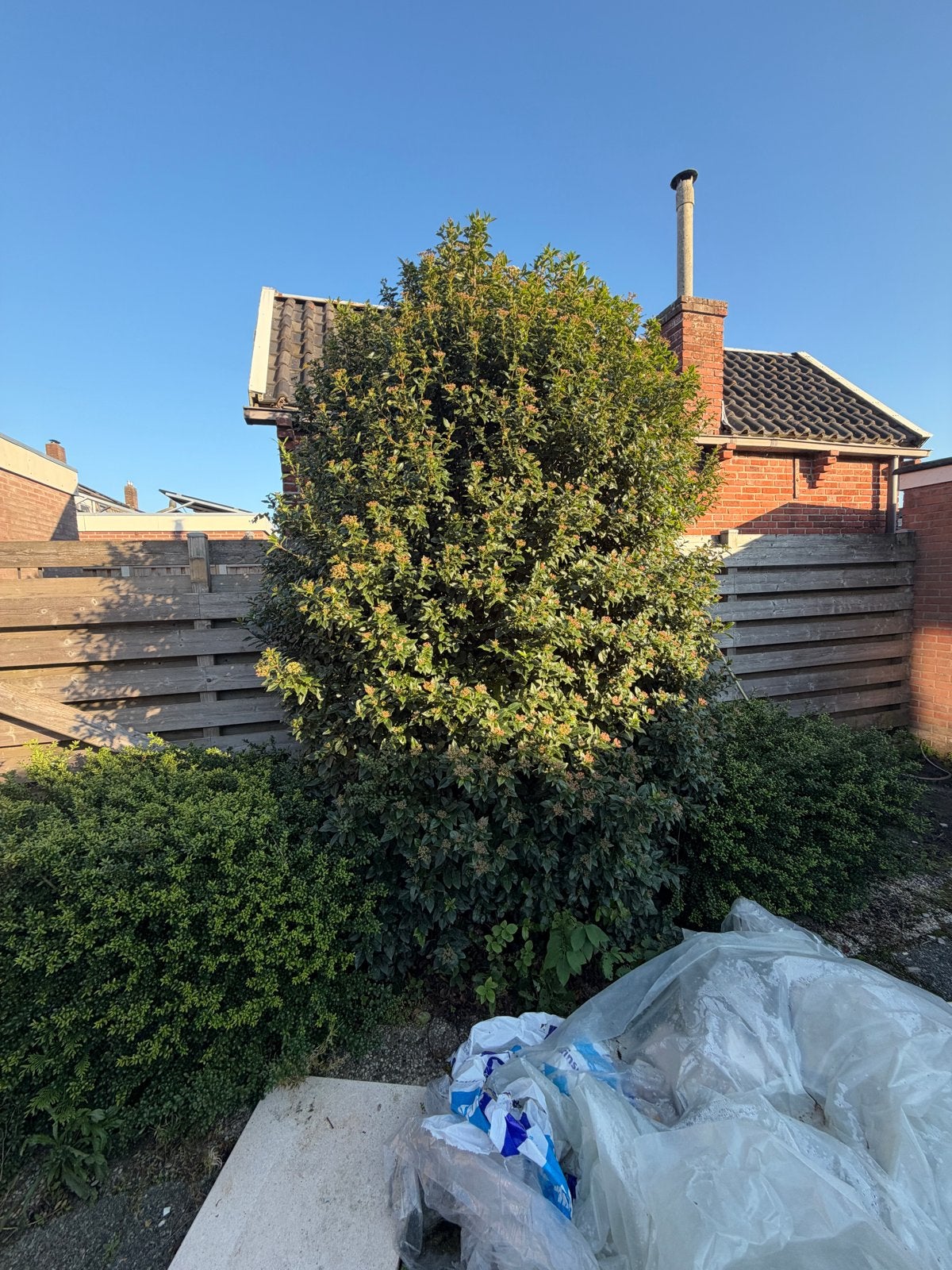 2 x laurierkers 2 mahanie struik boom plant, Volle zon, Lente, 400 cm of meer, Overige soorten