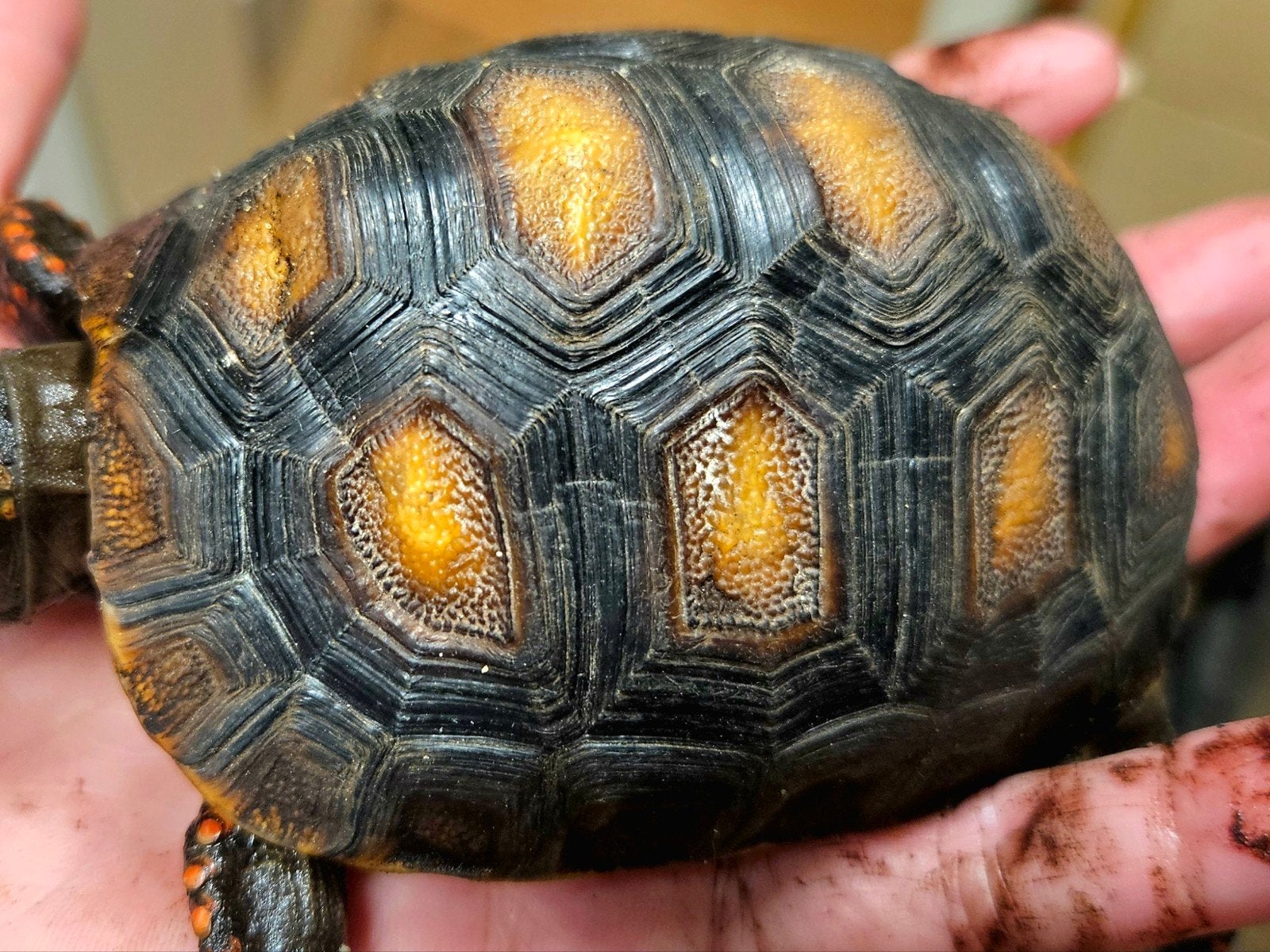 Kolenbranderschildpad – Chelonoidis carbonarius – nk 2025 Tortoise photo 6