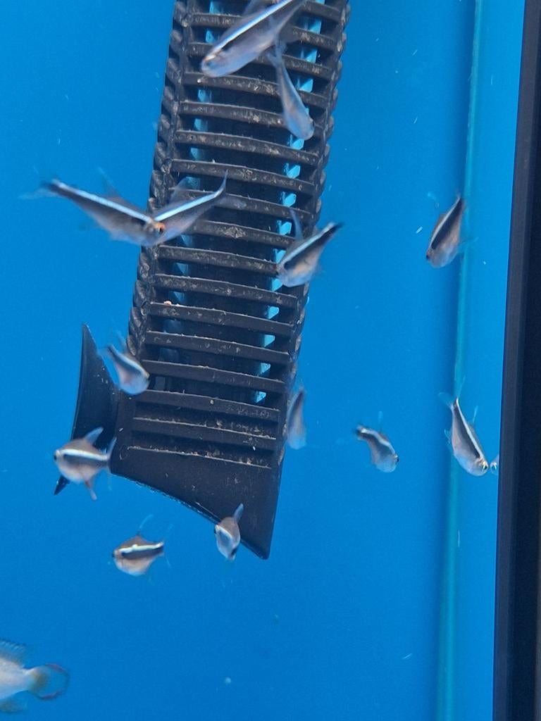Zwarte neontetra hyphessobrycon axelrodi aquarium vissen vis, Vis