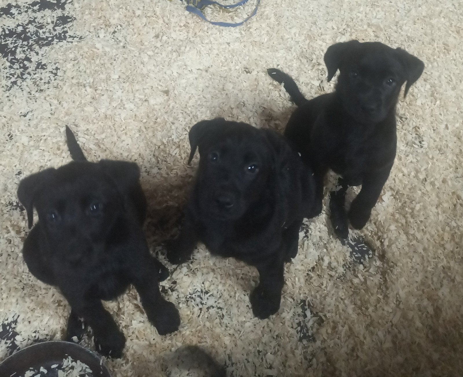 mooie Labrador pups (teefjes), Dieren en Toebehoren, 8 tot 15 weken, Teef, Labrador retriever, CDV (hondenziekte)