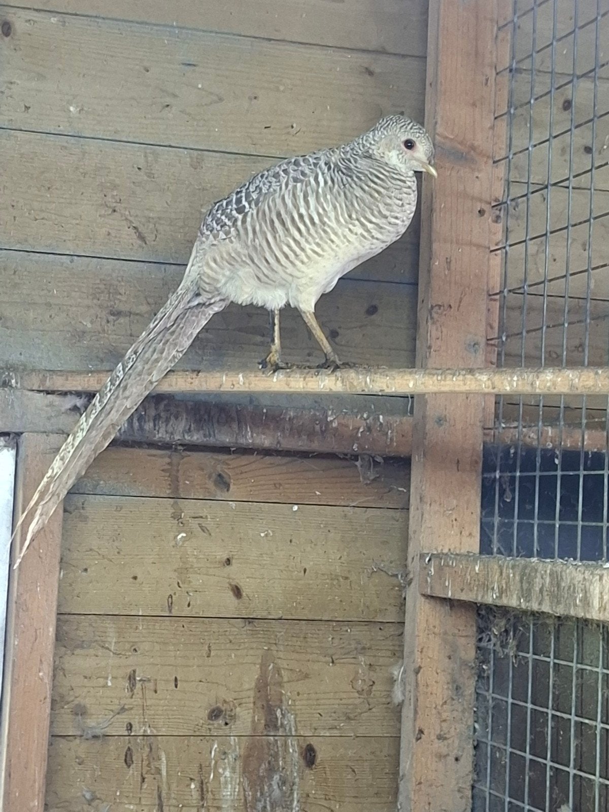 jonge fazanten, Dieren en Toebehoren, Meerdere dieren