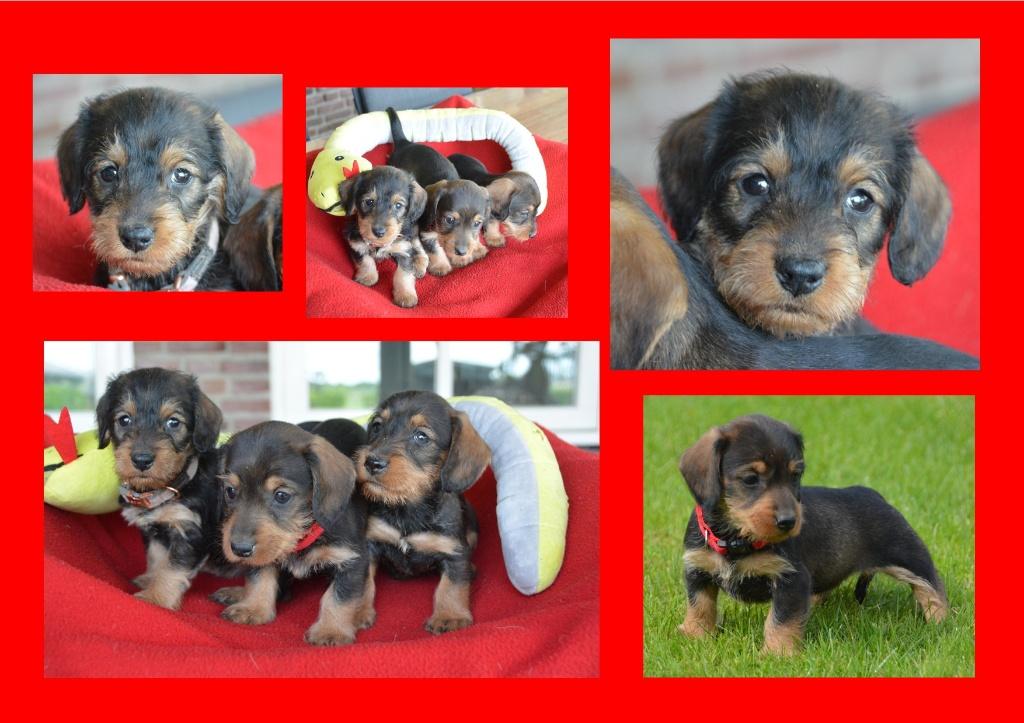Teckel pups, zeer lief en sociaal. Huiselijk opgegroeit, Dieren en Toebehoren, Honden | Teckels en Dashonden, Meerdere dieren