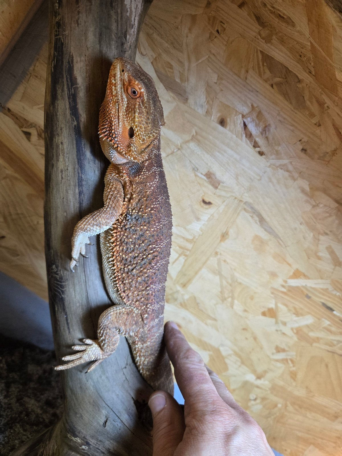 Baardagaam inclusief alle benodigdheden Bearded Dragon photo 2