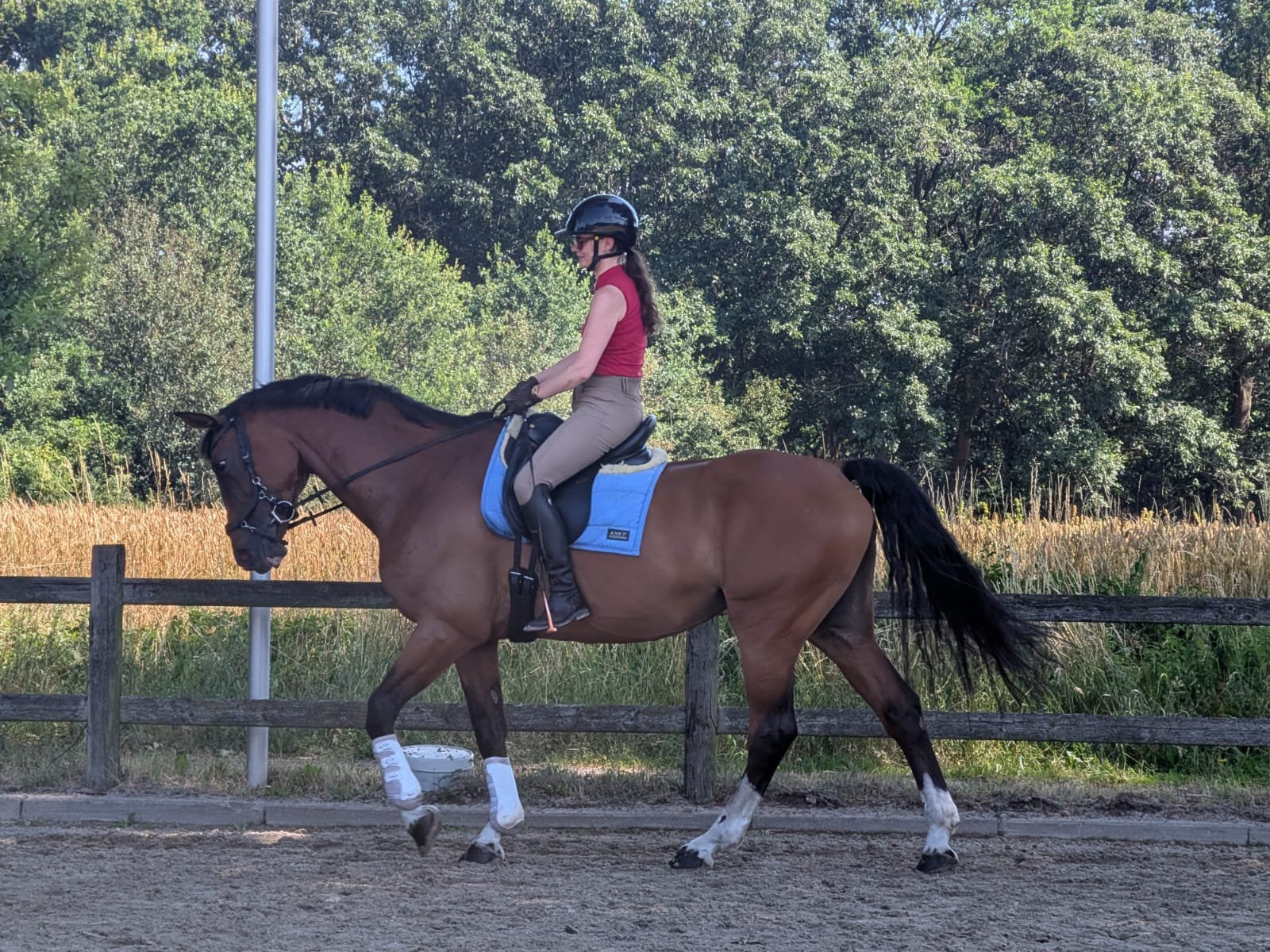 Te koop: Eerlijke, veelzijdige en karaktervolle merrie, 170 tot 175 cm, 11 jaar of ouder, Recreatiepaard, Merrie