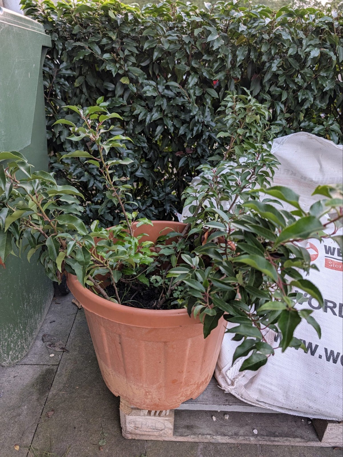 Portugese laurier (Prunus lusitanica), Vaste plant, Halfschaduw, Lente, Ophalen