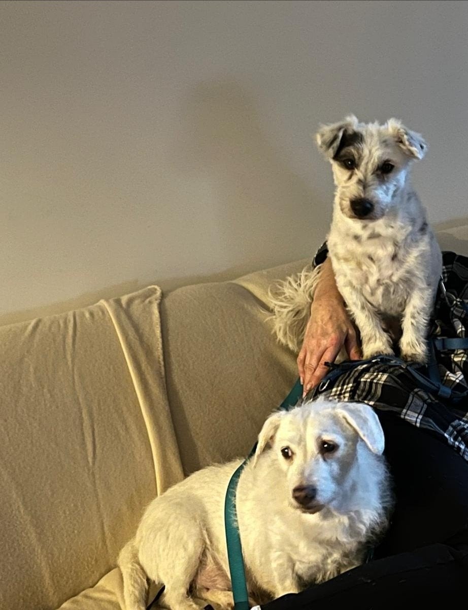 2 lieve vrouwtjes jackrussels, Ophalen of Verzenden, Hondenjas