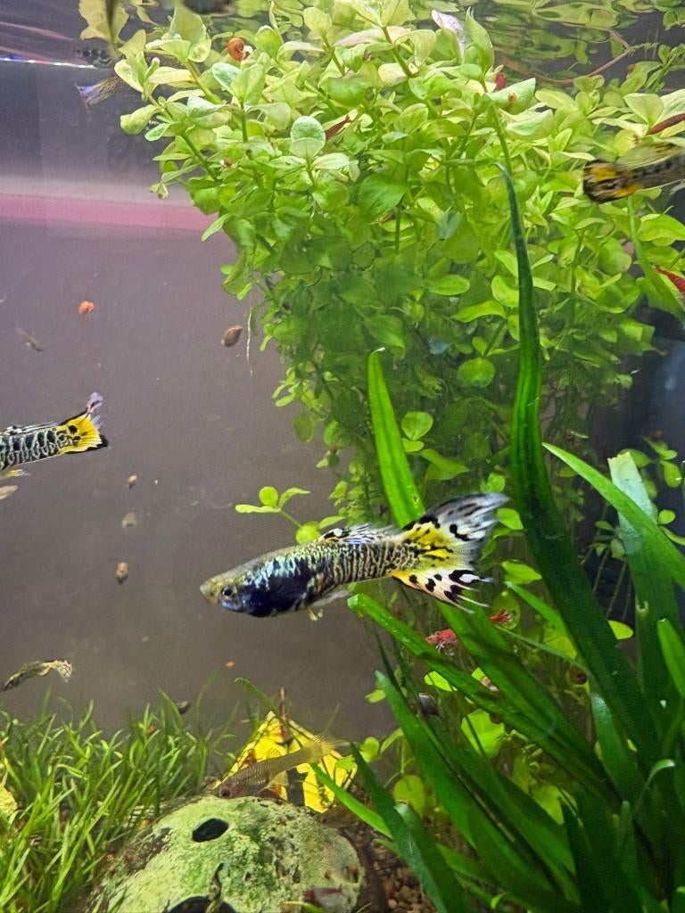 Yellow Tiger King Cobra Guppy, Vis, Zoetwatervis