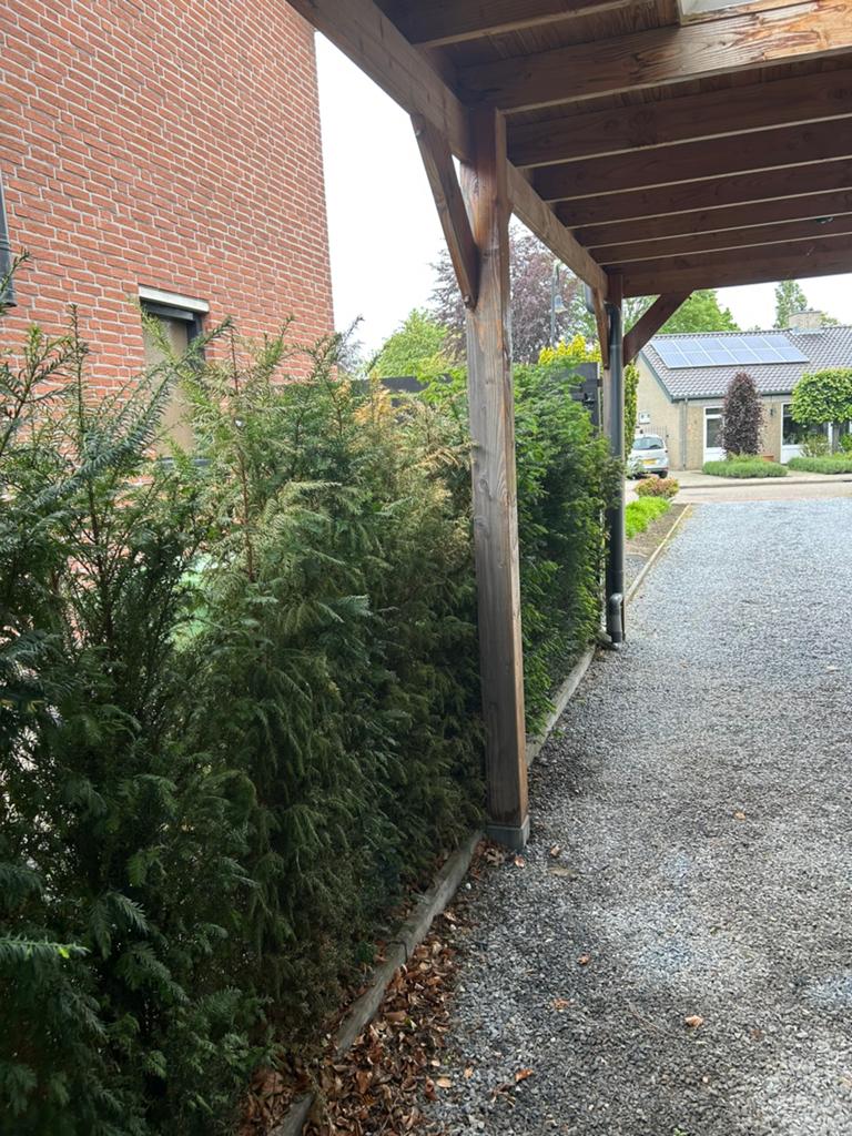 Taxus 180 hoog, Ophalen of Verzenden, Taxus