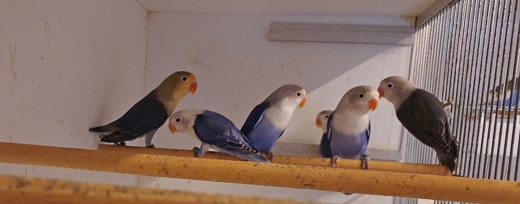 agapornis fischeri, Meerdere dieren, Papegaai, Geringd
