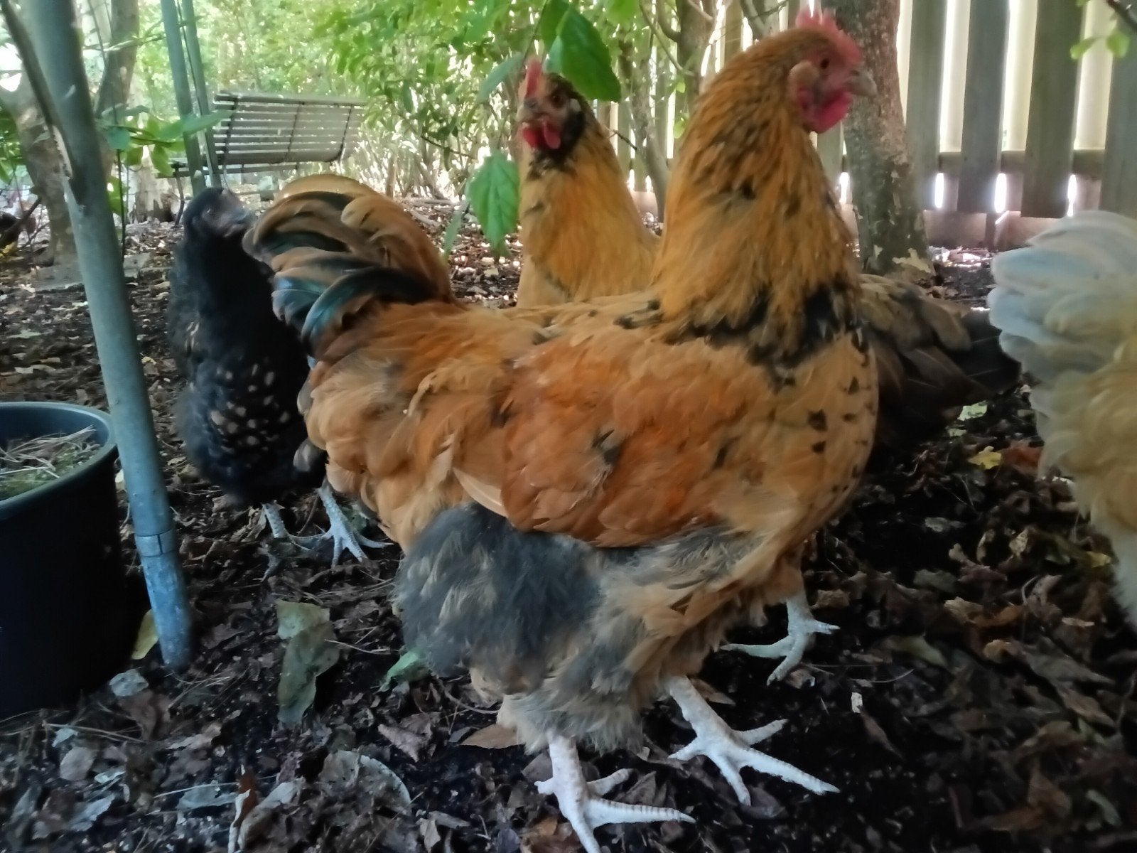 Orpington HAAN goud, Dieren en Toebehoren, Mannelijk, Kip
