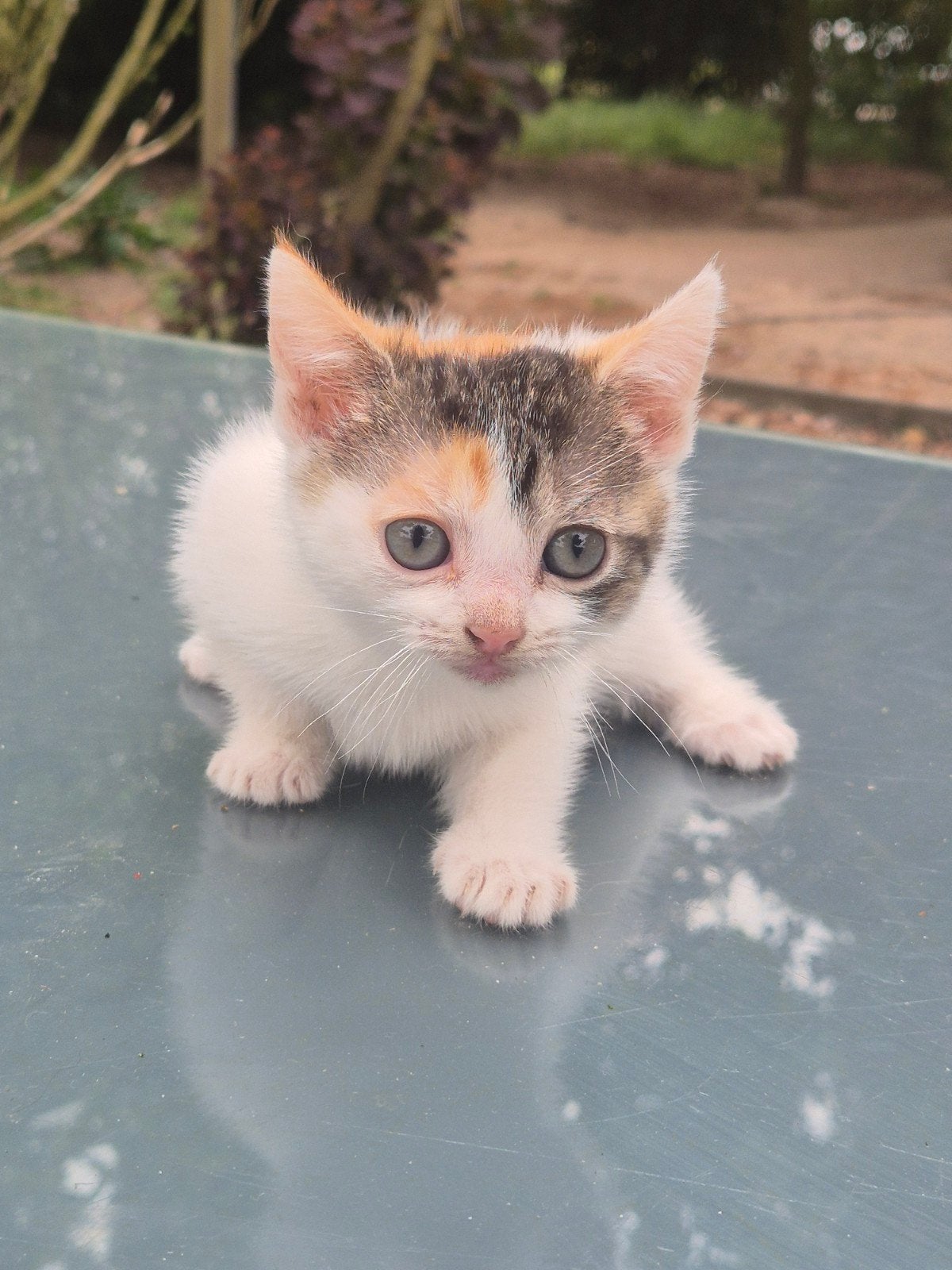 Leuke kittens, Meerdere dieren, Kortharig, 0 tot 2 jaar