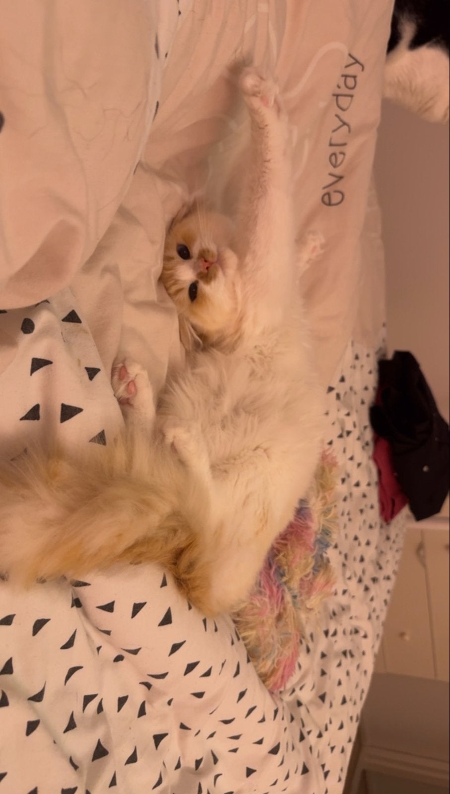Dek Kater Ragdoll zonder stamboom, Kater