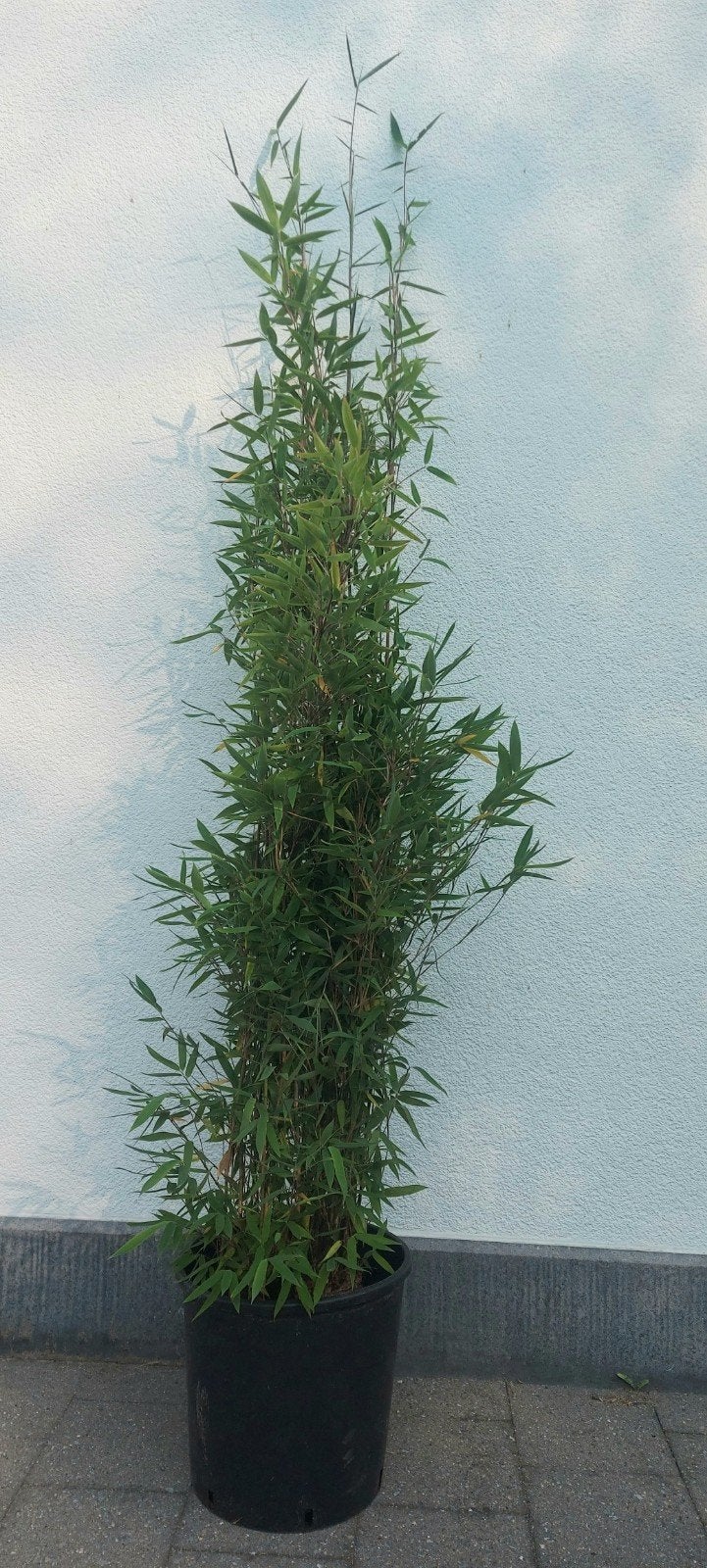 fargesia nitida winterjoy  , niet woekerende bamboe, Ophalen, Bloeit niet, Overige soorten, Halfschaduw