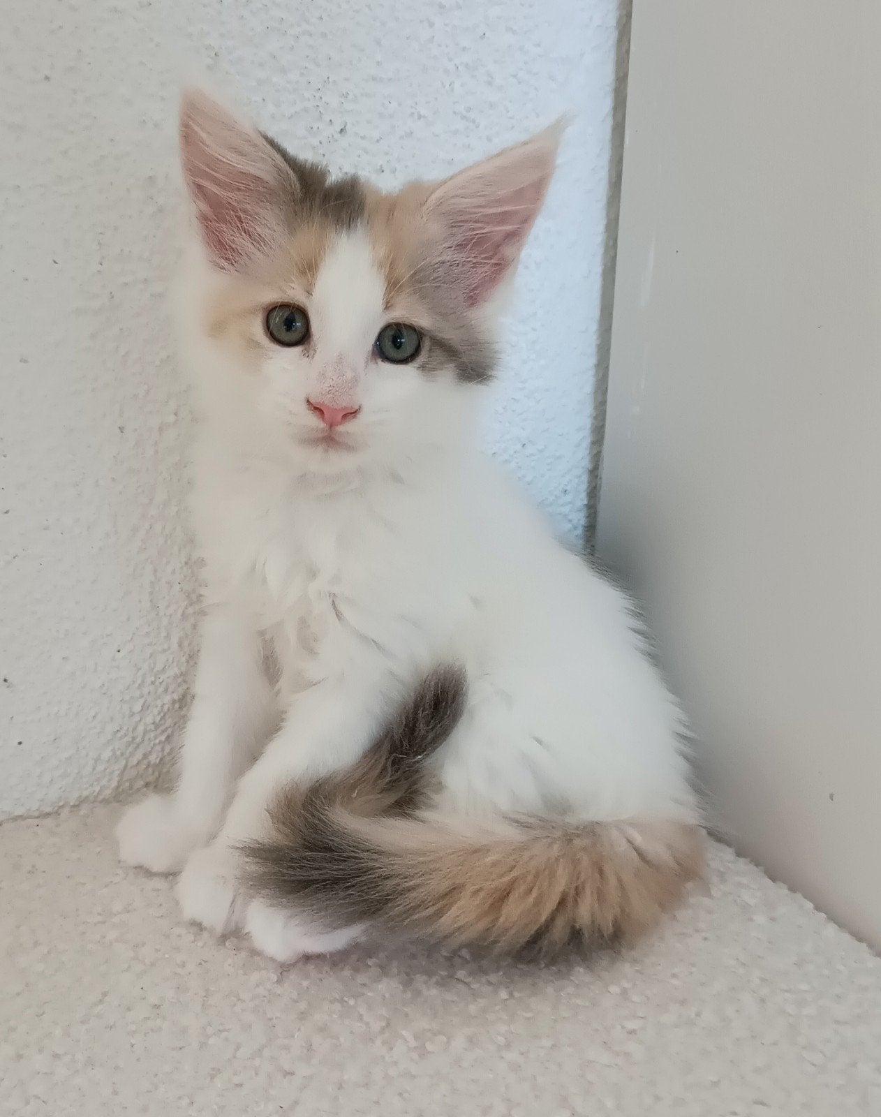 Raszuivere Maine Coon kittens, Meerdere dieren, Gechipt, 0 tot 2 jaar
