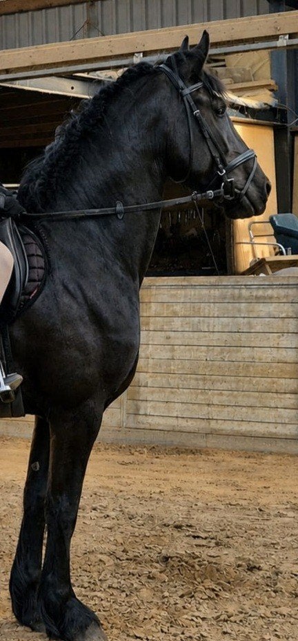 te koop 4 jarige Friese merrie (Pier 448xBrandus 345), Merrie, Met stamboom, Dressuurpaard, Zadelmak