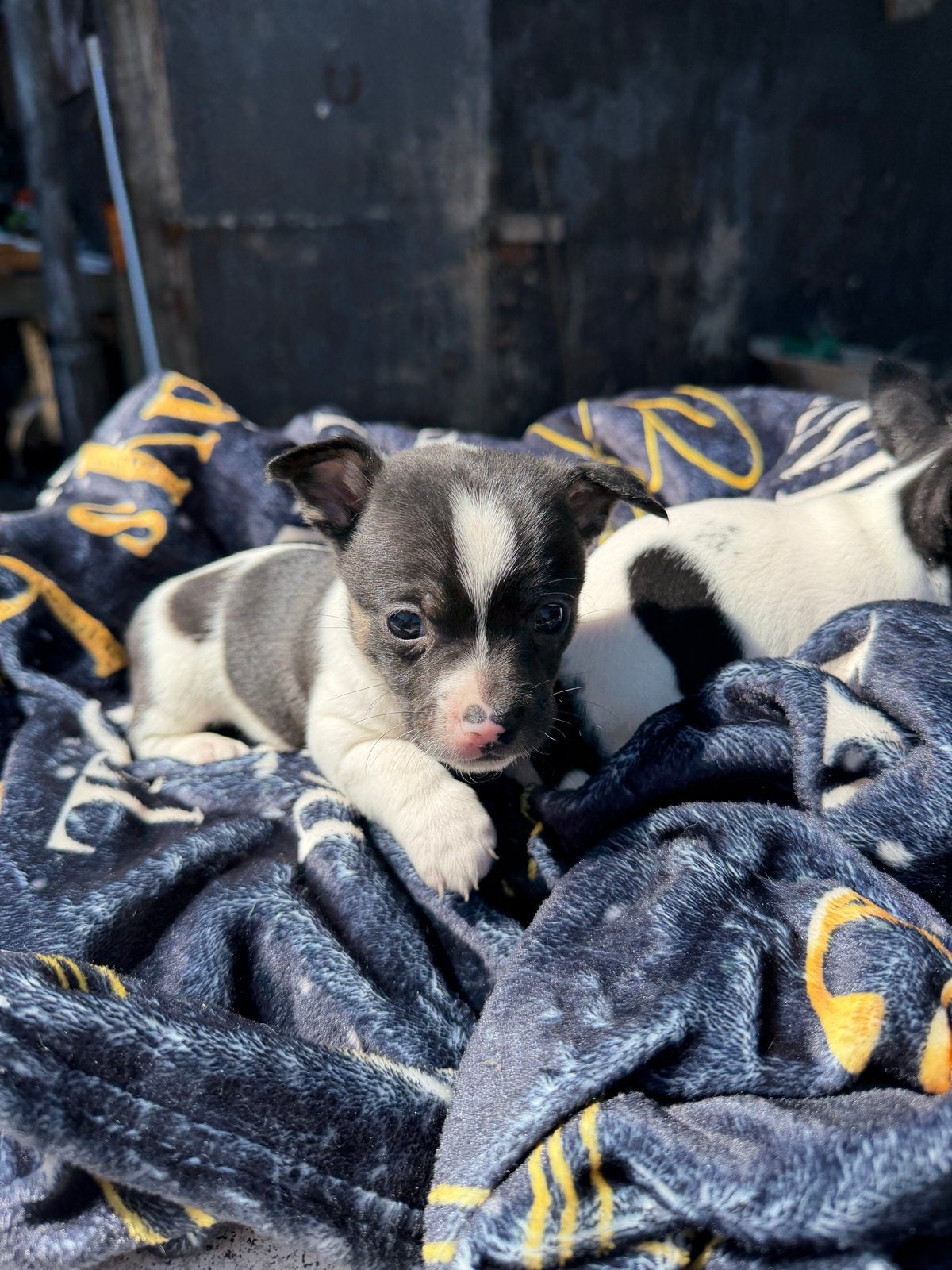 Nog 2 prachtige chihuahua pups te koop, Dieren en Toebehoren, Honden | Chihuahua's en Gezelschapshonden, 8 tot 15 weken, Meerdere