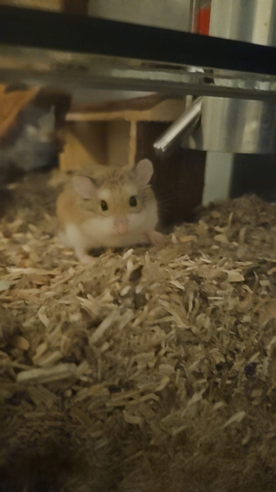 Dwerghamstertjes met terrarium en toebehoren, Augustus, Vrouwelijk, Hamster