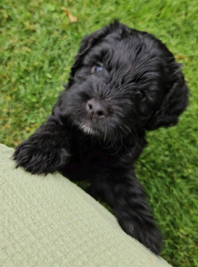 Nog 1 pup beschikbaar Cockapoo x Australian Labradoodle, Overige rassen, 8 tot 15 weken, Meerdere, Meerdere dieren