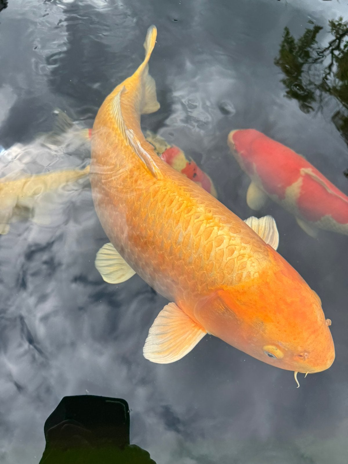 Yamabuki 80 cm, Dieren en Toebehoren, Karper of Koi