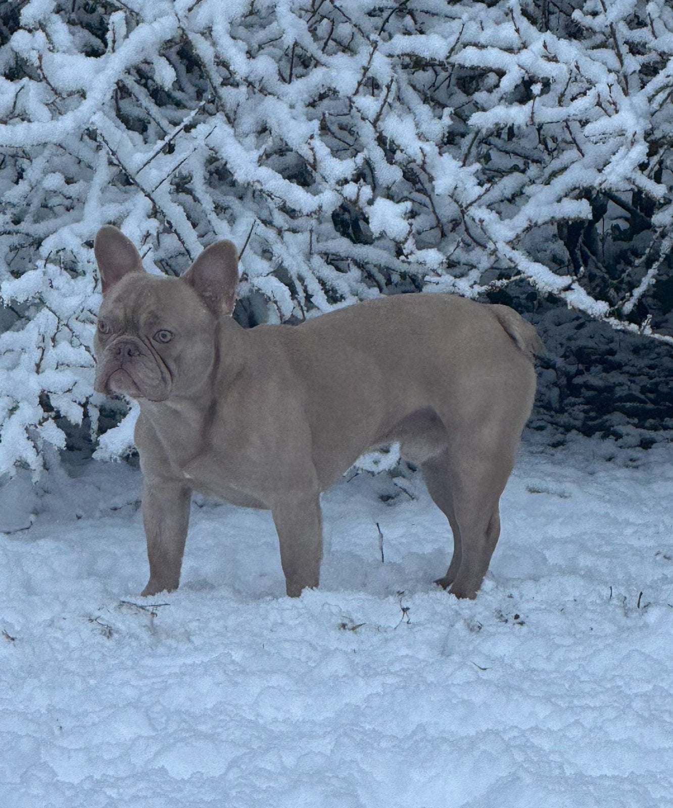 Franse bulldog dekreu isabella, Dieren en Toebehoren, Honden | Bulldogs, Pinschers en Molossers, Reu, CDV (hondenziekte), 1 tot 2 jaar