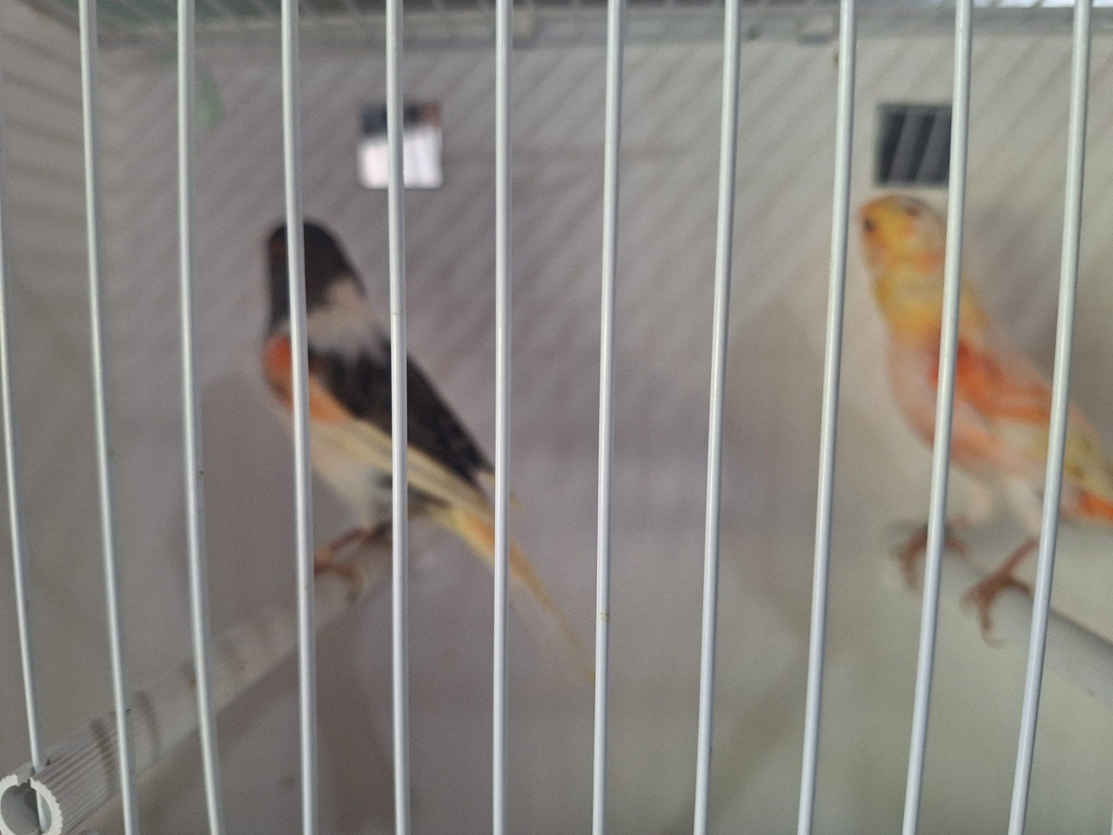 Prachtig koppel Harlekijn kanaries, Meerdere dieren, Kleurkanarie