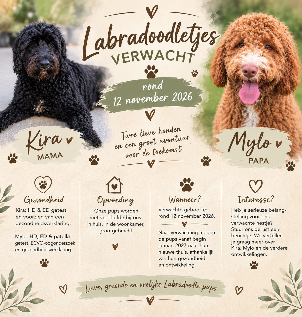 Verwacht 12 november Medium labradoodle pups, Overige rassen, Meerdere, Meerdere dieren, Nederland