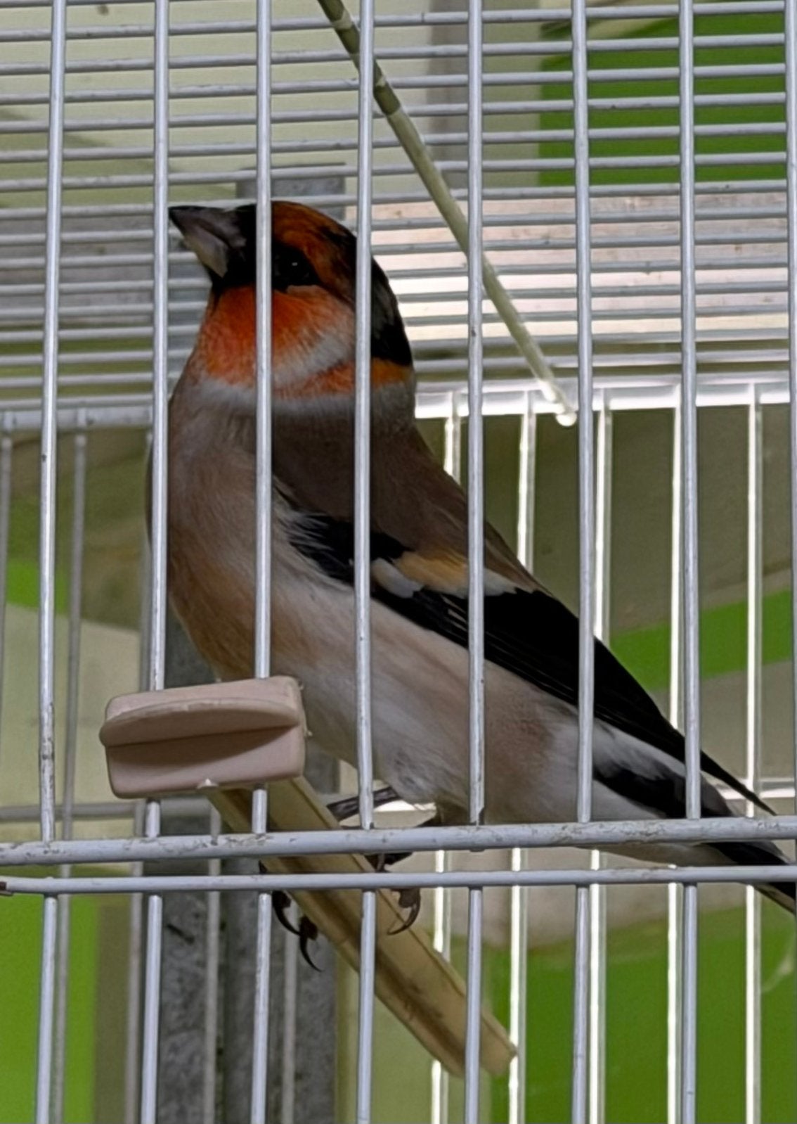 Bastaard Goudvink Man, Dieren en Toebehoren, Mannelijk, Wildzangvogel, Geringd