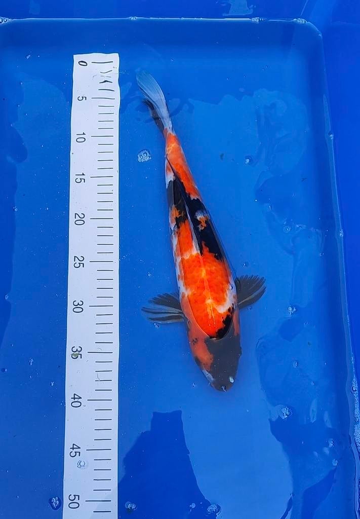 Japanse koi Showa 38 cm, Karper of Koi