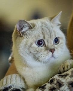 Britse korthaar, Poes