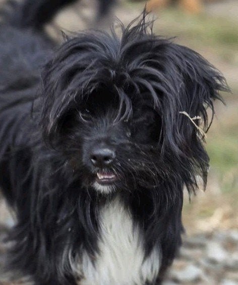 Toby met 1 oogje zoekt baasje, 1 tot 2 jaar, Buitenland, Eén hond, Klein