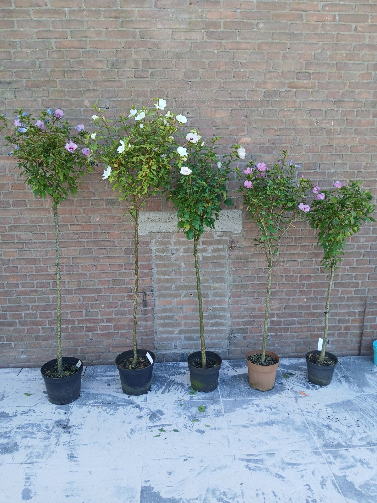 Hibiscus op stam, Tuin en Terras, Planten | Bomen, Overige soorten, 100 tot 250 cm, Zomer, Ophalen