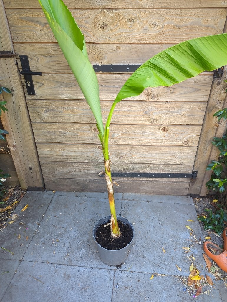 Bananenplant Musa basjoo, Ophalen, Volle zon, Knol