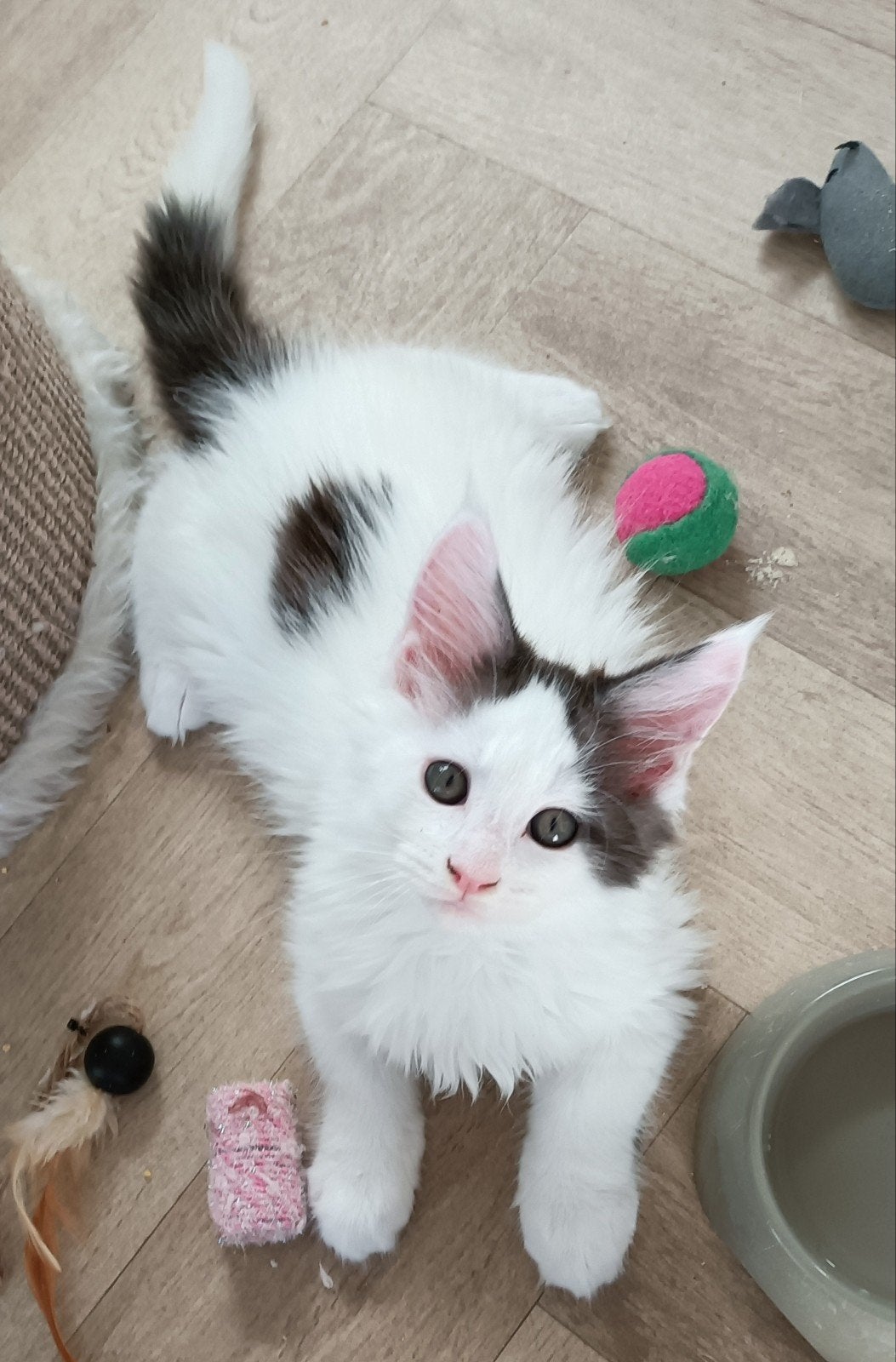 Wij mogen verhuizen! 2  Raszuivere Maine Coon kittens, Meerdere dieren, Gechipt, 0 tot 2 jaar