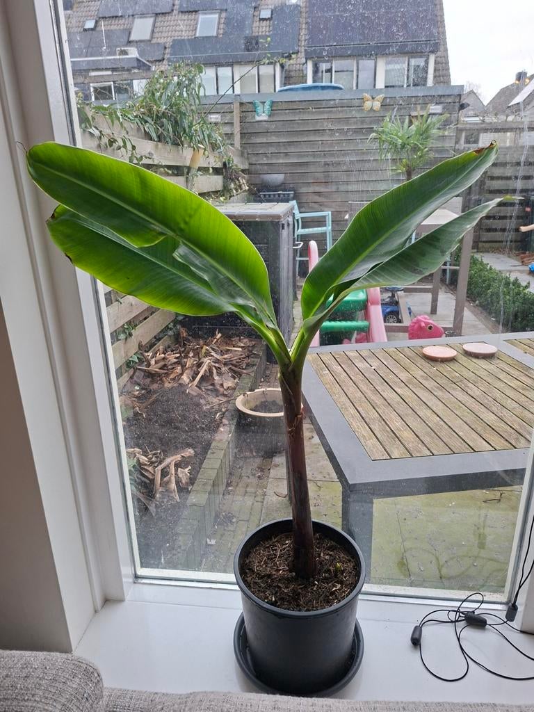 Musa grand nain orginelele chequitta banaan, Ophalen, In pot, Halfschaduw, Minder dan 100 cm