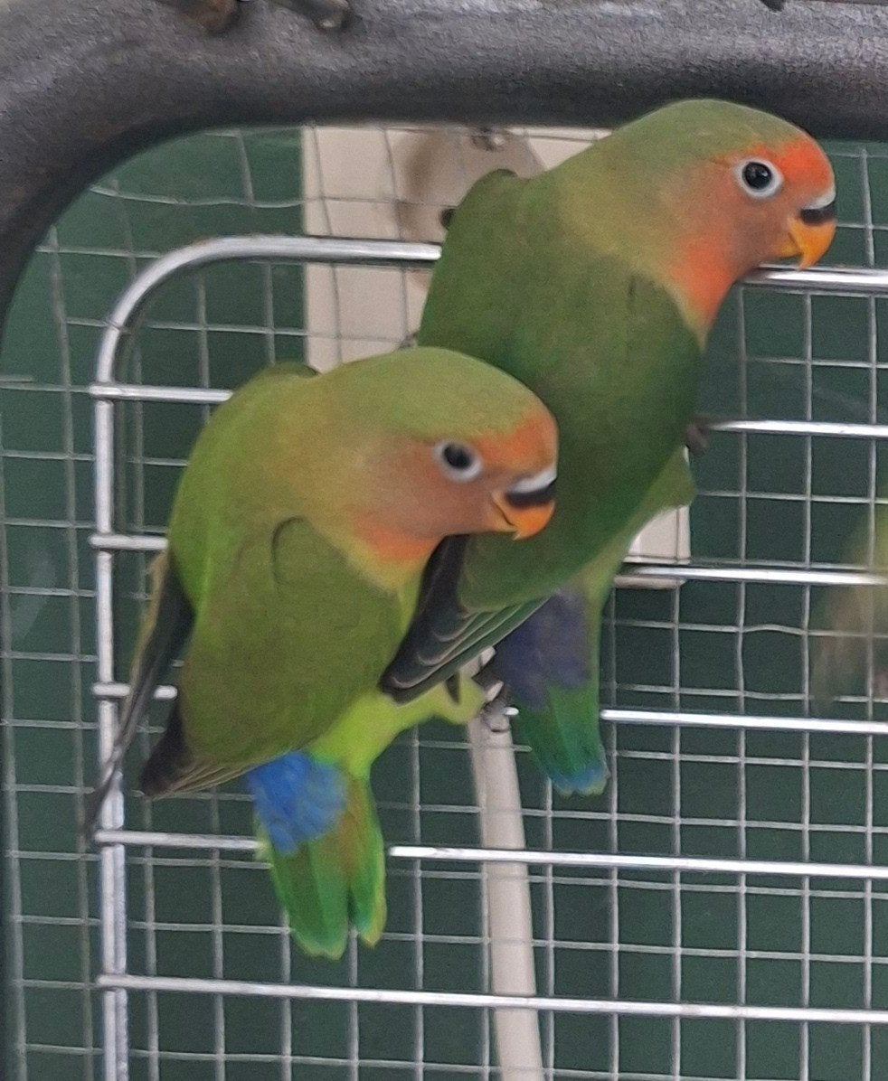 supermooie agapornisbaby's, Meerdere dieren, Parkiet