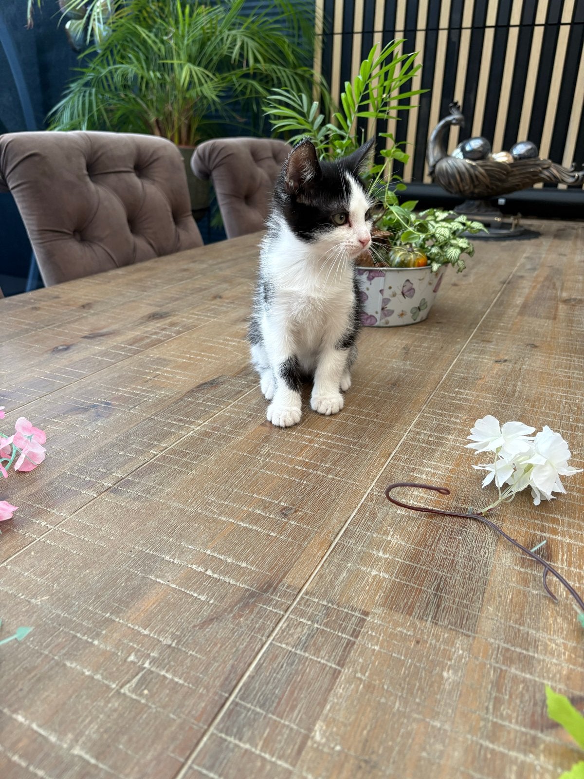 Schattig kitten van 9 weken oud zoekt een lief baasje, Kater, 0 tot 2 jaar