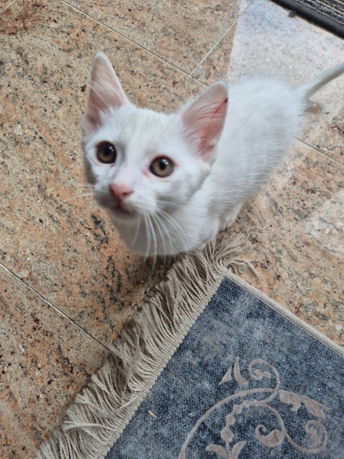 Schattige witte kittens te koop, Meerdere dieren, Kortharig, 0 tot 2 jaar