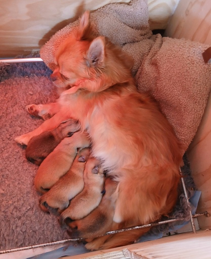 Te koop - 5 Pomeriaan pups, Keeshond, 8 tot 15 weken, Parvo, Meerdere