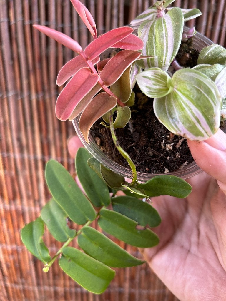 Marcgravia sintenisii🪴, Overige soorten, In pot, Minder dan 100 cm, Halfschaduw