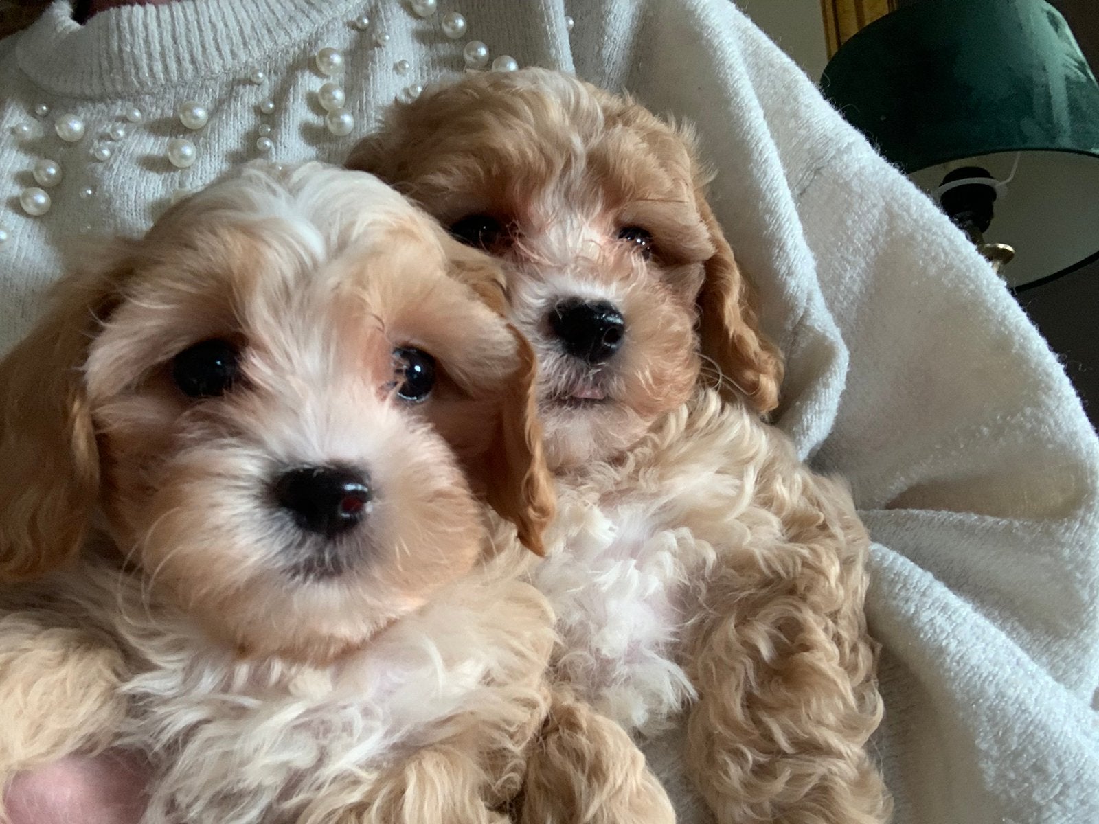 Prachtige Maltipoo pups, Dieren en Toebehoren, Overige rassen, CDV (hondenziekte), 8 tot 15 weken, Meerdere