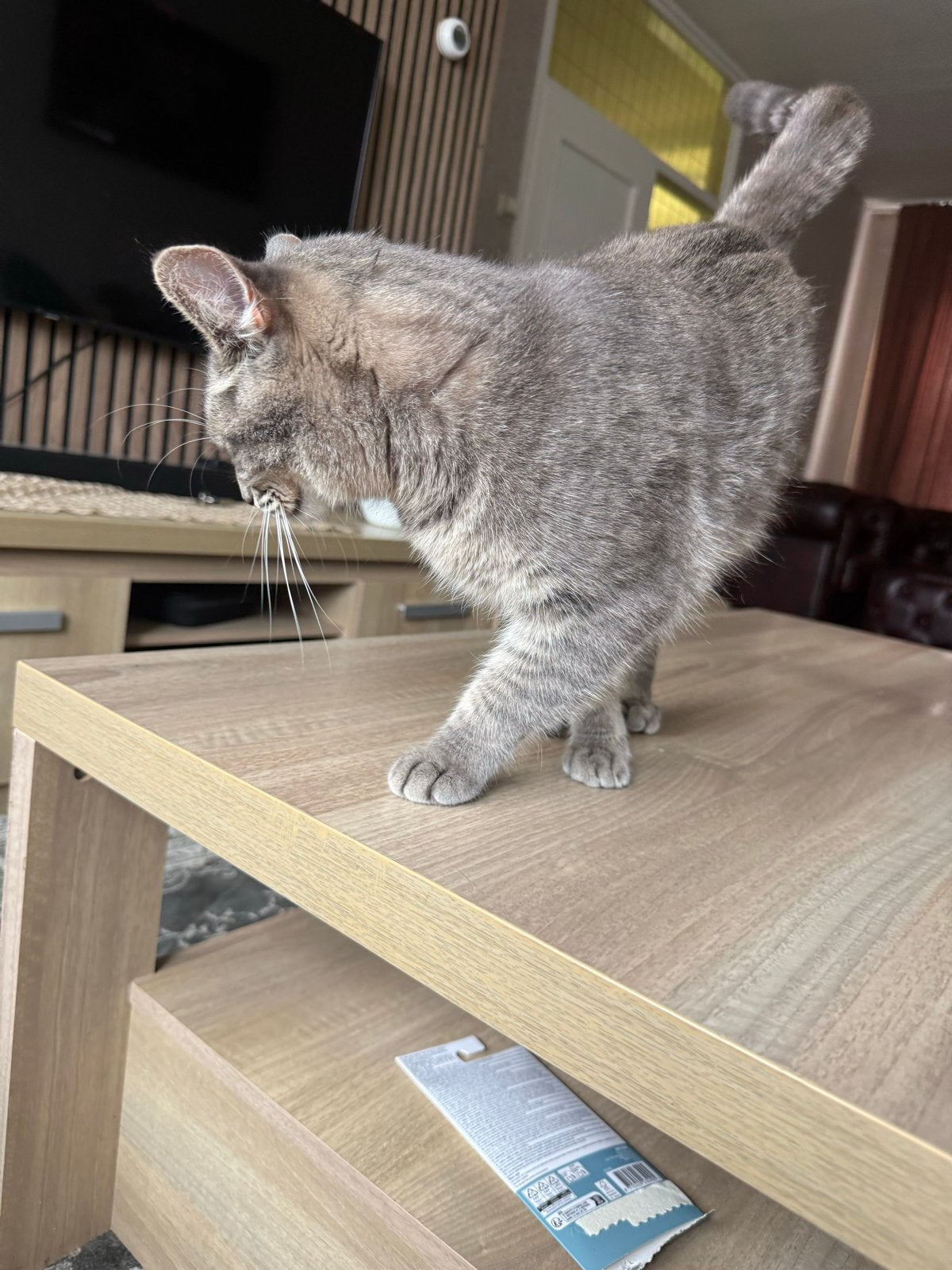Loly: Lieve poes 1jr, gesteriliseerd, babyface, 0 tot 2 jaar