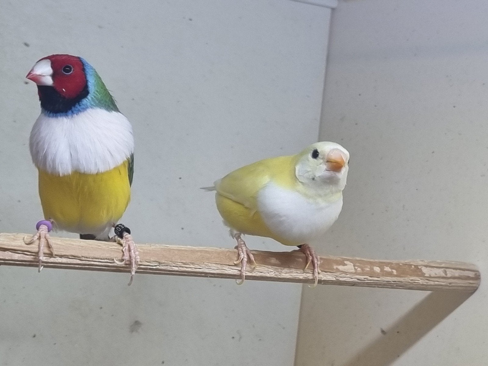 Gouldamadines witborsten, Dieren en Toebehoren, Meerdere dieren, Geringd