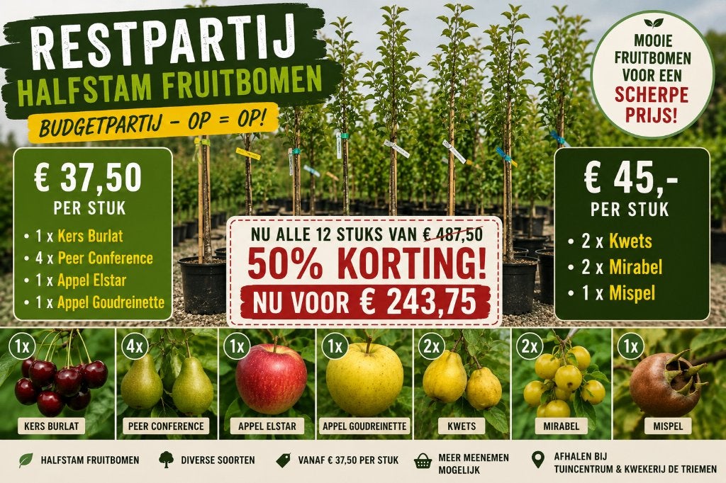 RESTPARTIJ 12 FRUITBOMEN  50% KORTING OP DE HELE PARTIJ