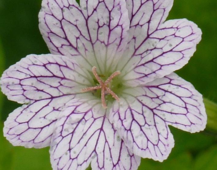Geranium versicolor ecologische waarde vaste ooievaarsbek, Ophalen of Verzenden, Halfschaduw